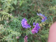 Vicia cracca