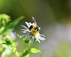 Andrena robervalensis