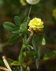 Trifolium boissieri