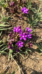 Raphionacme hirsuta