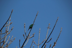 Nectarinia famosa