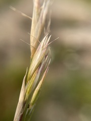 Danthonia intermedia