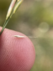 Danthonia intermedia