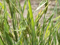 Bromus catharticus