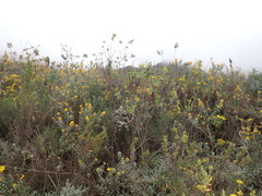 Stirtonanthus taylorianus