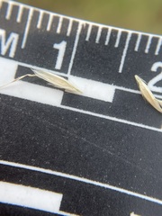 Danthonia intermedia