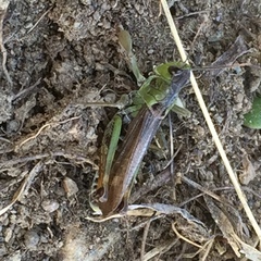 Gomphocerus sibiricus