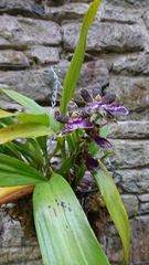 Zygopetalum
