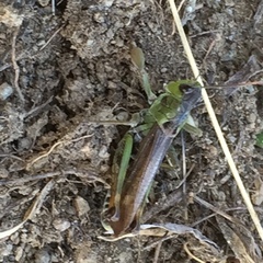 Gomphocerus sibiricus