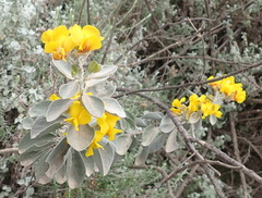 Stirtonanthus taylorianus