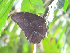 Morpho helenor