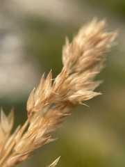 Vahlodea atropurpurea