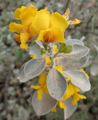 Stirtonanthus taylorianus
