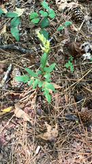 Sceptridium biternatum