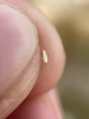 Vahlodea atropurpurea