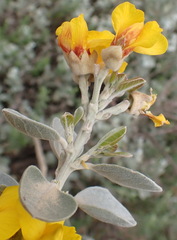 Stirtonanthus taylorianus