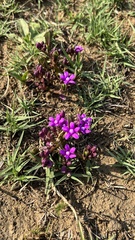 Raphionacme hirsuta