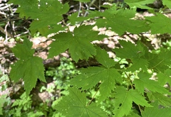 Acer glabrum douglasii
