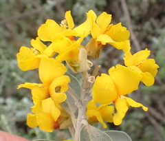 Stirtonanthus taylorianus