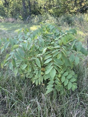 Juglans