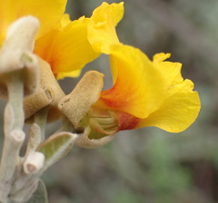 Stirtonanthus taylorianus