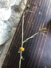 Centaurea solstitialis