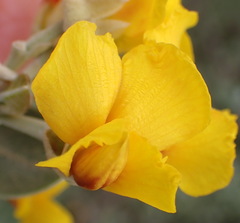 Stirtonanthus taylorianus