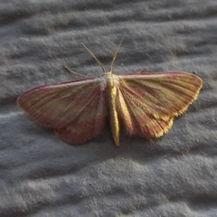 Leptostales laevitaria