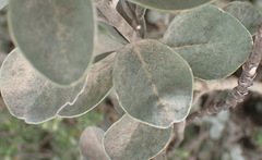 Stirtonanthus taylorianus