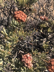 Eriogonum arborescens