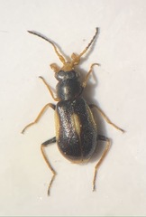 Colotes maculatus