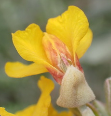 Stirtonanthus taylorianus