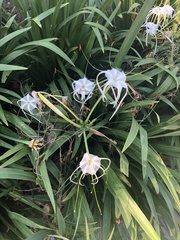Hymenocallis