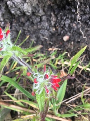 Castilleja arvensis arvensis