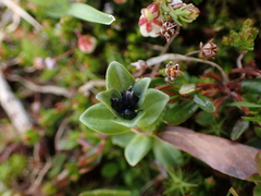 Gentiana glauca