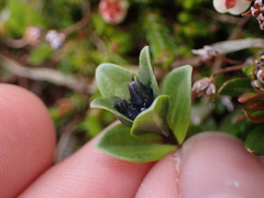 Gentiana glauca