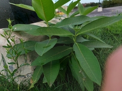 Asclepias syriaca