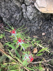 Castilleja arvensis arvensis