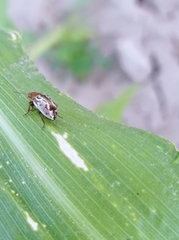 Zygogramma piceicollis