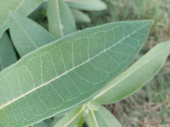 Asclepias syriaca