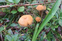 Cystoderma