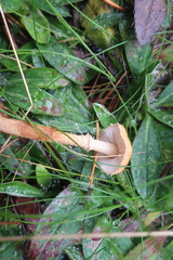 Cystoderma