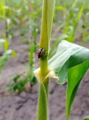 Zygogramma piceicollis