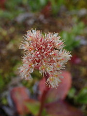 Leptarrhena pyrolifolia