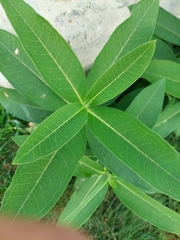 Asclepias syriaca