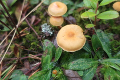Protostropharia semiglobata