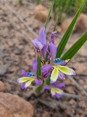 Babiana patula