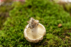 Russula dissimulans