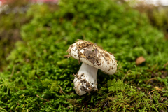 Russula dissimulans