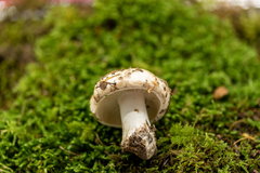 Russula dissimulans